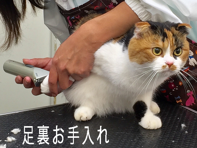 ネコ　猫　ねこのシャンプーも安心